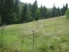 Wisa Malinka - nieruchomo gruntowa - 6,5 Ha 